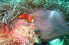 IMG_0210rf_Maldives_Madoogali_Plongee 1_House reef_Poisson clown des maldives_Amphiprion nigripes